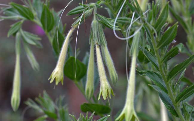 Macromeria viridiflora, Giant-trumpets, Southwest Desert Flora